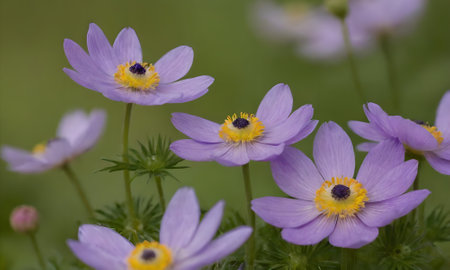 purple anemone (Pulsatilla patens)の写真素材