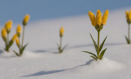 Yellow flowers on the snow in the mountains. Selective focus.の写真素材