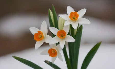 White daffodils in the snow, closeup of photo