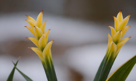 Ginger flower in the snow, closeup of a yellow flowerの写真素材