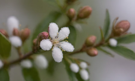 Close up of a cherry blossom with white flowers in spring.の写真素材
