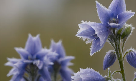Blue flowers in the garden in winter. Selective focus. Shallow depth of fieldの写真素材