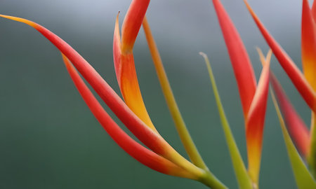Bird of paradise flower, Heliconia psittacorum.