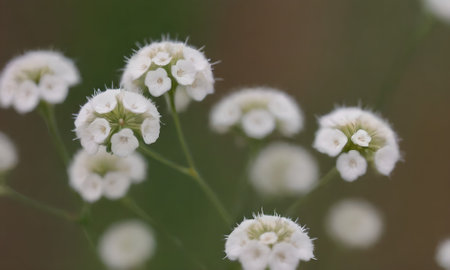 White flowers on a green background. Shallow depth of field.