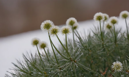 Flowers of a coniferous tree in the snow in winter