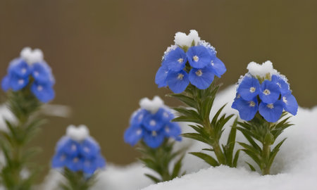Blue flowers in the snow, close-up, selective focus.