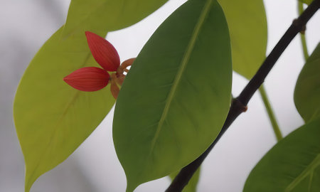 Red flower and green leaf on the tree in the rainy season.