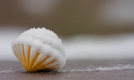Snow covered seashells on a snowy background. Shallow depth of fieldの写真素材