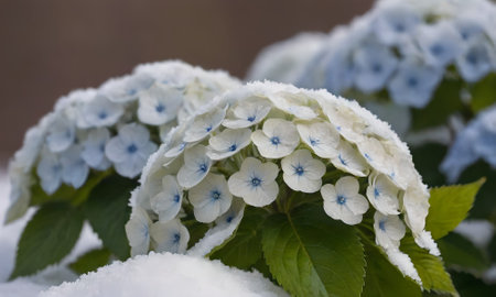 Hydrangea flowers covered with white snow on a sunny winter day