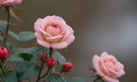 pink rose in the garden, selective focus, shallow DOF