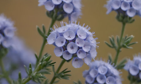 Close up of blue flowers in the garden. Selective focus.の写真素材