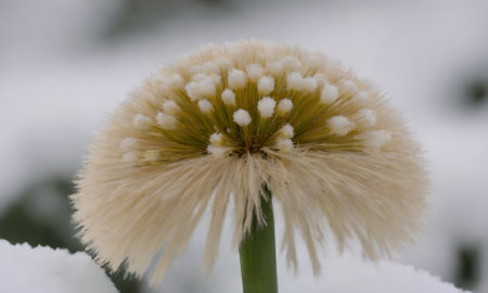 Frosted flowers in the morning on a frozen meadow.