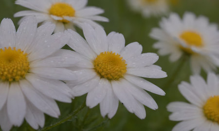 Camomile flowers with dew drops on petals close upの写真素材