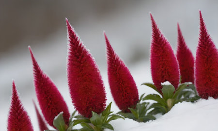 Celosia argentea flower in the snow in winter