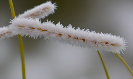 Dry grass with hoarfrost in winter, close-upの写真素材