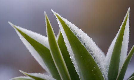 Close up of aloe vera plant with hoarfrost.の写真素材