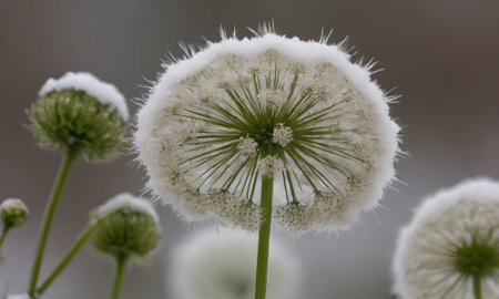 White flowers in the snow, selective focus, shallow DOF