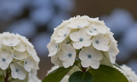 Hydrangea macrophylla,  white flower in the garden