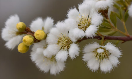 Willow branches with white flowers and yellow buds.