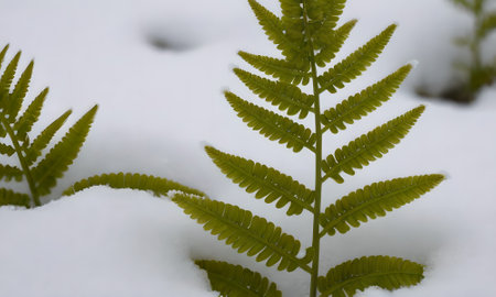 green fern leaves in the snow, closeup of a photo