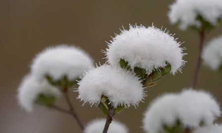 close up of snowflakes on a green shrub in winter