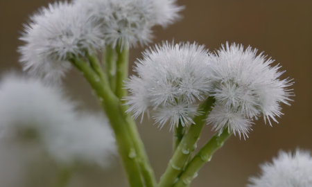 White dandelion flowers with dew drops in the morning.の写真素材