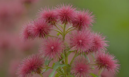 Flowers of the Powderpuff (Pisum sativum)