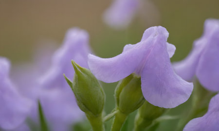 purple flowers of iris in a garden in spring, macro
