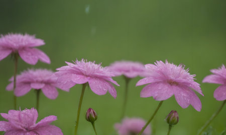 pink flowers with water drops on green background, soft selective focus.の写真素材