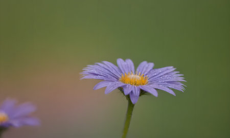 purple daisy flower on green background, shallow depth of fieldの写真素材