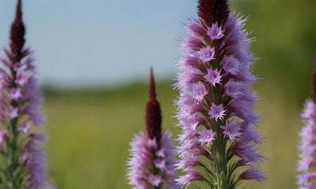 Liatris purpurea (Liatris purpurea)の写真素材