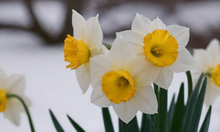 White daffodils in the snow close-up, shallow depth of fieldの写真素材