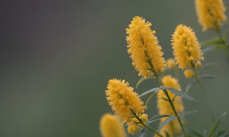 Flowering goldenrod (Araucaria officinalis)