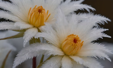 Close up of beautiful white cactus flower in the garden.
