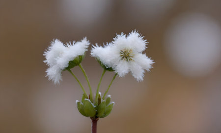 snowflakes on a flower in the forest, close-up