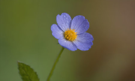 Macro of a small blue flower on a blurred green background.