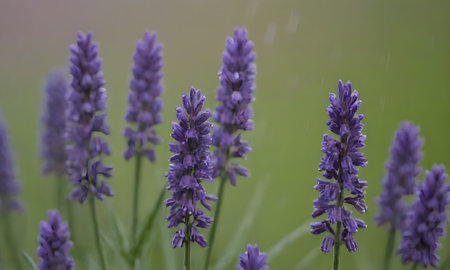 Lavender flowers blooming in the garden, close-upの写真素材