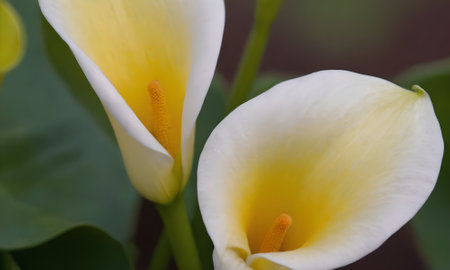 Calla lily flower with yellow petals. Calla lilyの写真素材