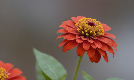 Zinnia elegans flower in the garden with nature background.の写真素材