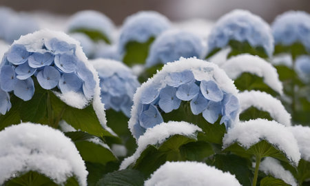 Hydrangea flowers covered with snow in winter, South Korea.の写真素材