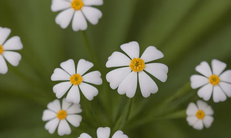 White flowers on a green background, macro photo, shallow depth of field