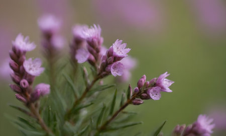 Purple flowers on a meadow in spring. Shallow depth of field.