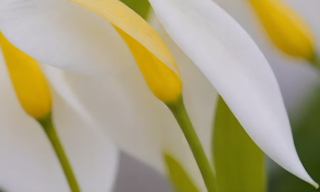 Close up of white calla lily flowerの写真素材
