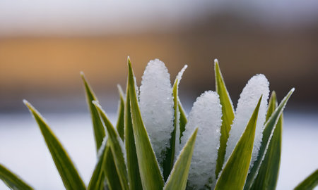Close-up of a blade of grass covered with snow in winterの写真素材