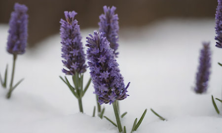 Lavender flowers in the snow, selective focus, shallow DOF.の写真素材