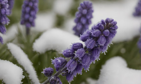 Blue Hyacinth (Hyacinthus orientalis) in the snowの写真素材