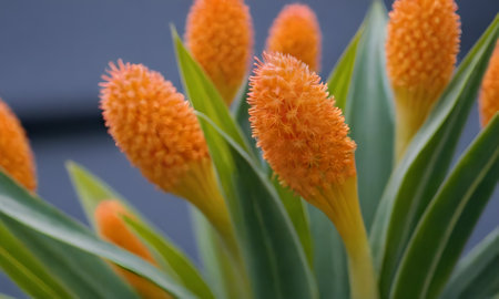 Close up of the orange flowers of Bromeliad,Gran Canaria,Spain