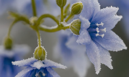 Close up of blue flowers covered with hoarfrost in spring.の写真素材