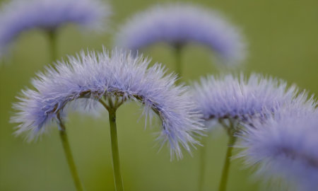 Close up of blue flowers in the meadow. Nature background.の写真素材