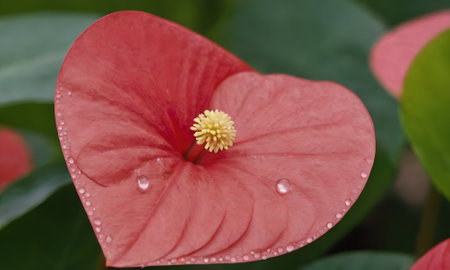 Red anthurium flower with water droplets on the petals